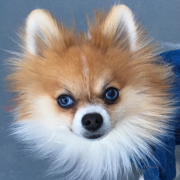 jacquesbleu